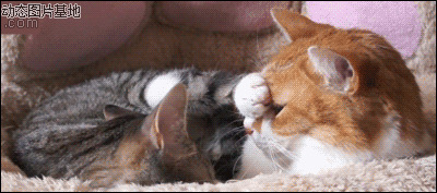 两只猫咪情侣头像图片:搞笑,动物,逗比