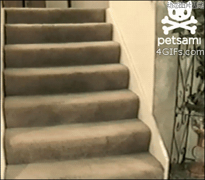 动态搞怪猫咪qq表情图片:搞笑,猫咪,楼梯