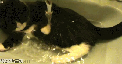 搞笑猫咪洗澡图片