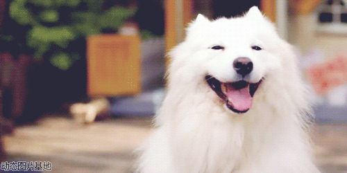 全身白毛的狗图片:可爱,唯美,动物,狗狗,   