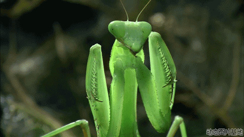 水螳螂图片:螳螂,唯美,动物,梦幻,  