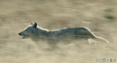 奔跑的狼gif图片
