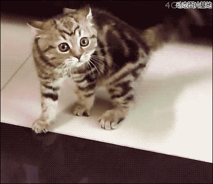 猫咪装可怜图片:搞笑,小猫,可怜