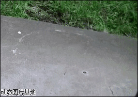 可爱小猫咪卖萌图片:搞笑,小猫,逗比