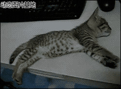 猫咪打瞌睡图片