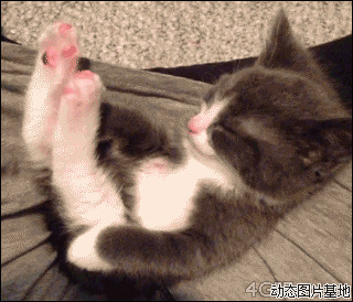 猫咪瞌睡图片