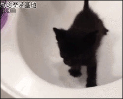 可爱小黑猫qq表情包图片:搞笑,黑猫,逗比