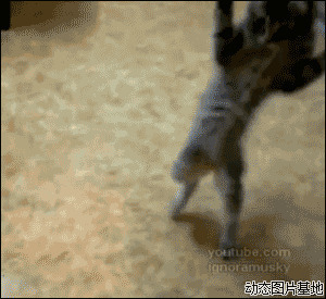 魔术跳舞小猫原理图片:搞笑,小猫,跳舞
