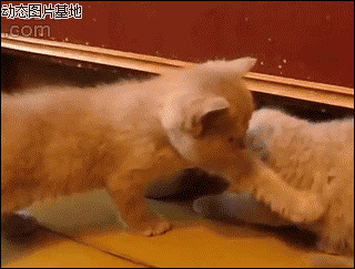 两只猫咪对话图片:搞笑,小猫,逗比
