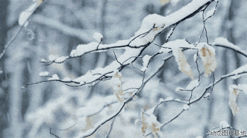 清浅枝上雪图片:雪,,唯美,梦幻,风景,   