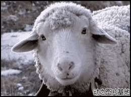 山羊qq表情图片:搞笑,动物,可爱