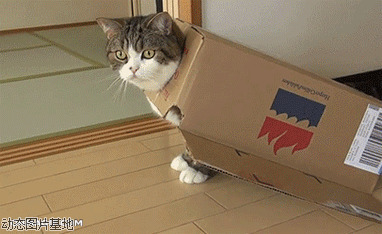 铠甲勇士之雅塔莱斯图片:猫猫,穿铠甲