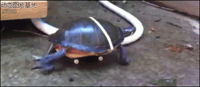 小乌龟gif图片