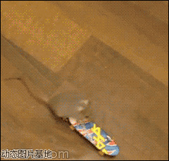 老鼠玩滑板图片:搞笑,逗比,动物
