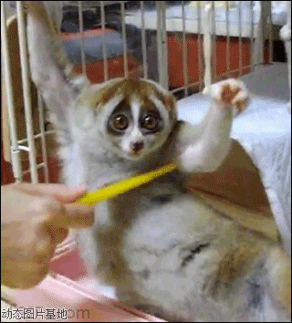 日本小猕猴图片:搞笑,动物,逗比