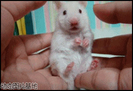 可爱小白鼠图片:搞笑,动物,表情