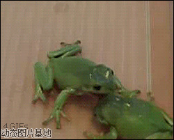 小青蛙动态图片:搞笑,动物,青蛙