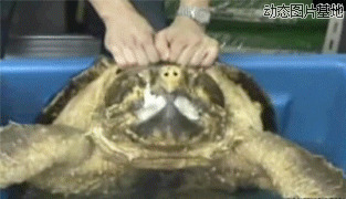 深海巨灵大海龟图片:搞笑,动物,逗比
