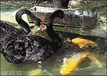 黑鸭子图片:搞笑,动物,逗比