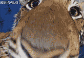 小老虎动态表情图片:搞笑,动物,表情