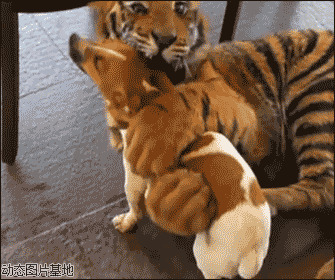 小老虎和狗狗玩耍图片