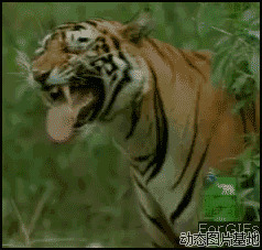 搞笑老虎动态图片:搞笑,动物,表情