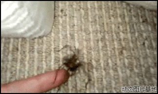 小蜘蛛咬人图片