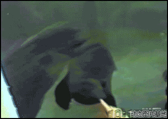 搞笑海豹图片:搞笑,动物,可爱