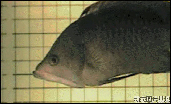 吃东西大鱼吃小鱼图片:搞笑,动物,逗比