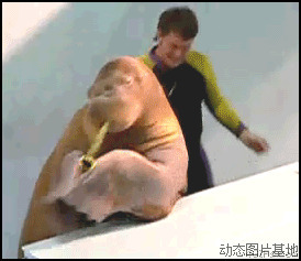 小海狮图片:搞笑,动物,人物