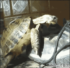 动态乌龟图片:搞笑,乌龟,逗比