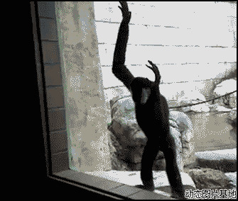 动物园猴子图片:搞笑,动物,逗比