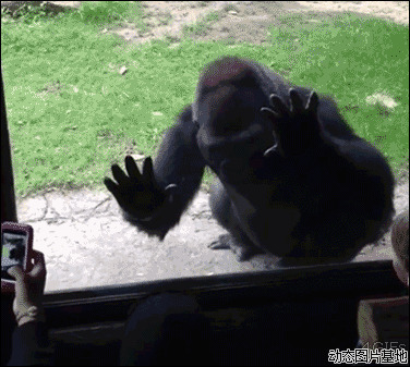 动物园黑猩猩图片:搞笑,动物,吓人