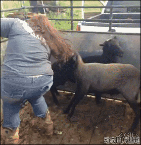 羊攻击人图片:羊,搞笑,人物,牛人,动物,,杯具,摔倒,逗比,       