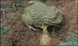 青蛙跳跃动态图片