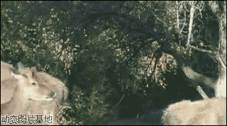 梅花鹿养殖视频图片:梅花鹿,交配