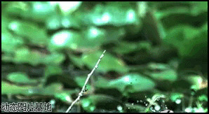 青蛙扑食视频图片