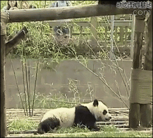 熊猫摔倒图片