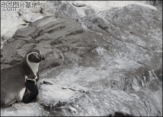 企鹅摔倒图片