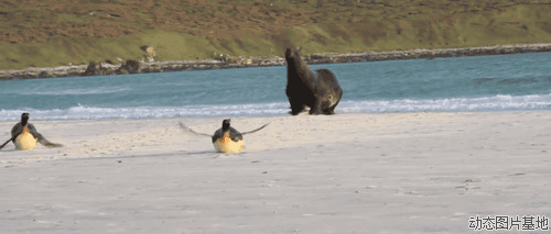 海狮企鹅图片:海狮,企鹅,搞笑,,动物,风景,   