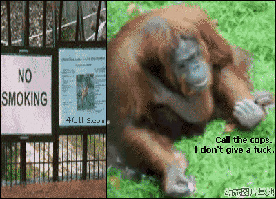 关于猩猩的搞笑电影图片