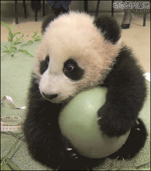 熊猫玩球的图片