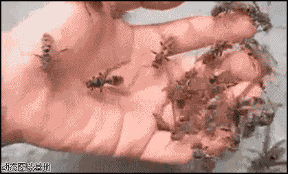手被蜜蜂蛰图片