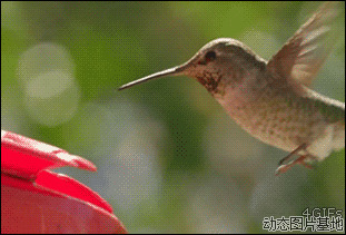 小鸟飞翔的动态图片:小鸟,飞翔