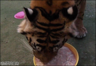 老虎吃食图片