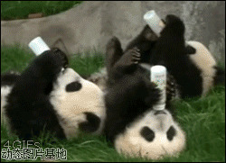 超级大熊猫动态图片:大熊猫,搞笑