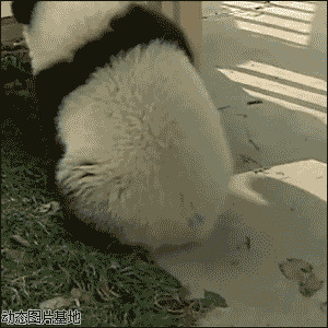 熊猫溜滑梯图片:熊猫,滑滑梯
