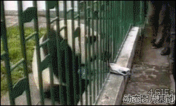 搞笑熊猫动态图片:熊猫,恶搞