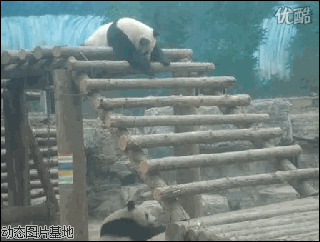 天才小熊猫游戏图片:熊猫,玩游戏
