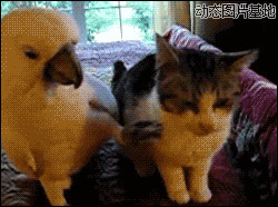 八哥大战逗比猫图片:八哥,猫猫